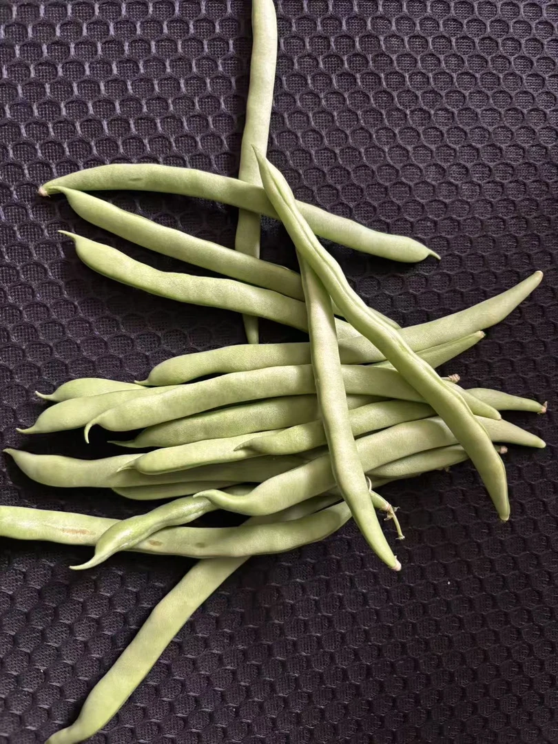 正宗河南芸豆豆角四季豆港薄皮辣椒现摘新鲜富晒微辣