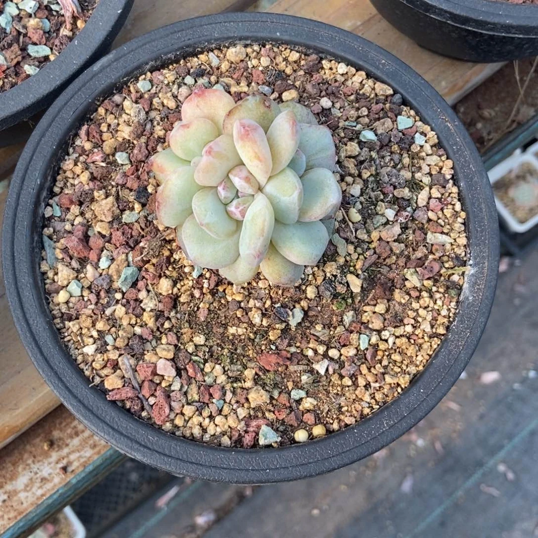 住****妞多肉植物多头石化1111