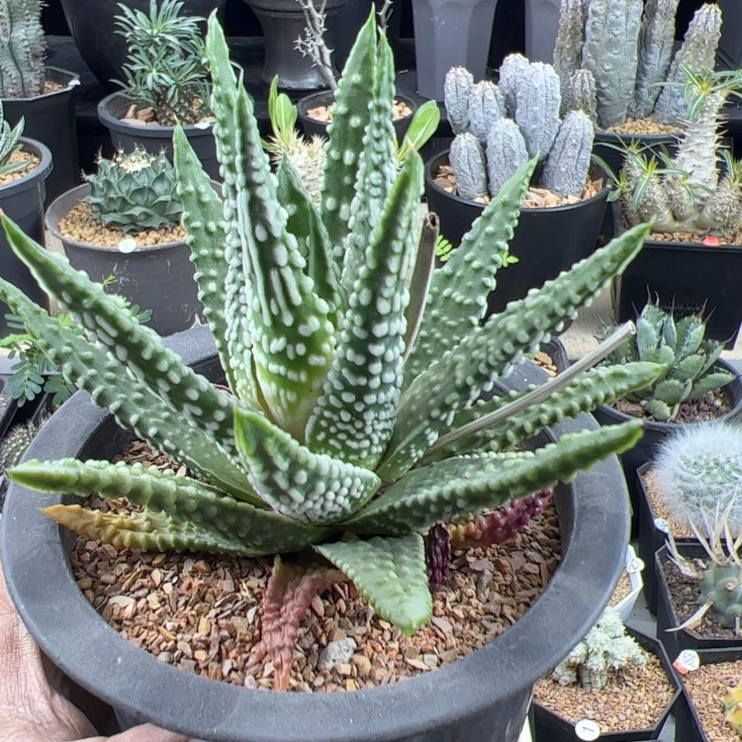 钱型泪珠12一物一拍默认脱土发