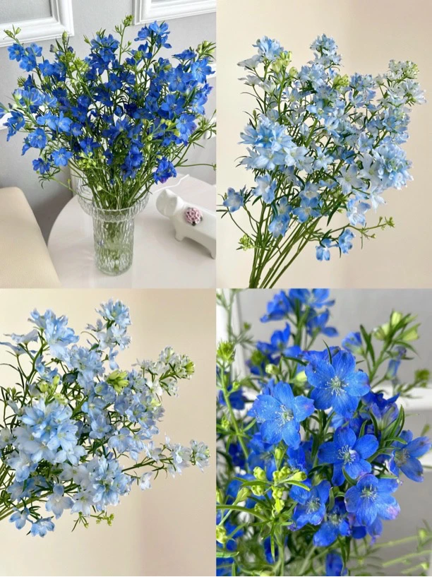 【买一送一】蓝色系小飞燕一把   云南基地鲜花   基地直发