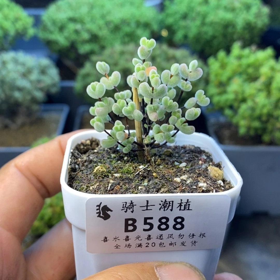 588实生白底莱斯