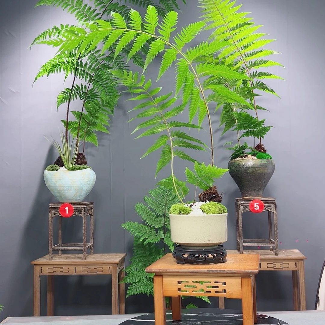 海***无花朵蕨类植物等植物形态