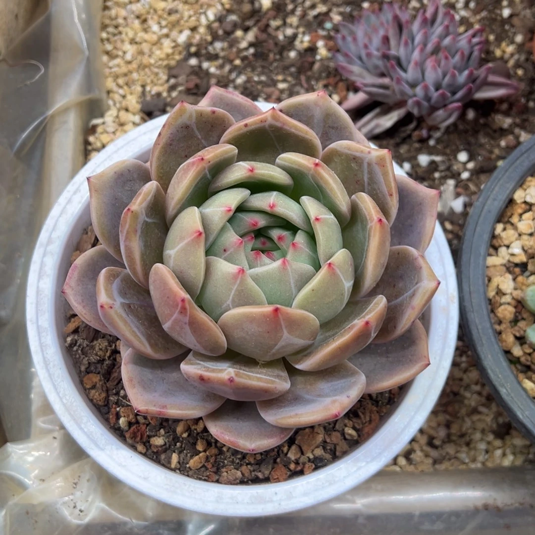 香槟 单头 夏鸣园艺