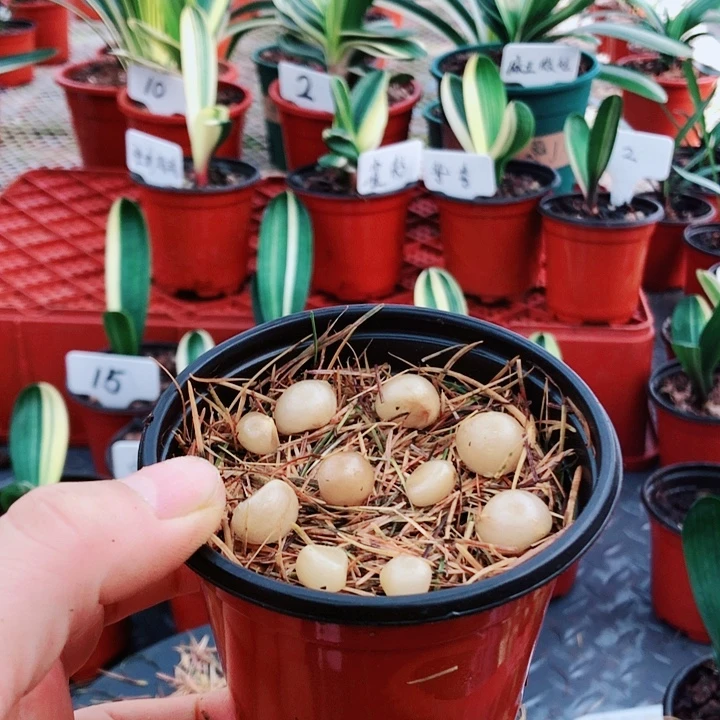 骑***者无花朵大春精品君子兰开花