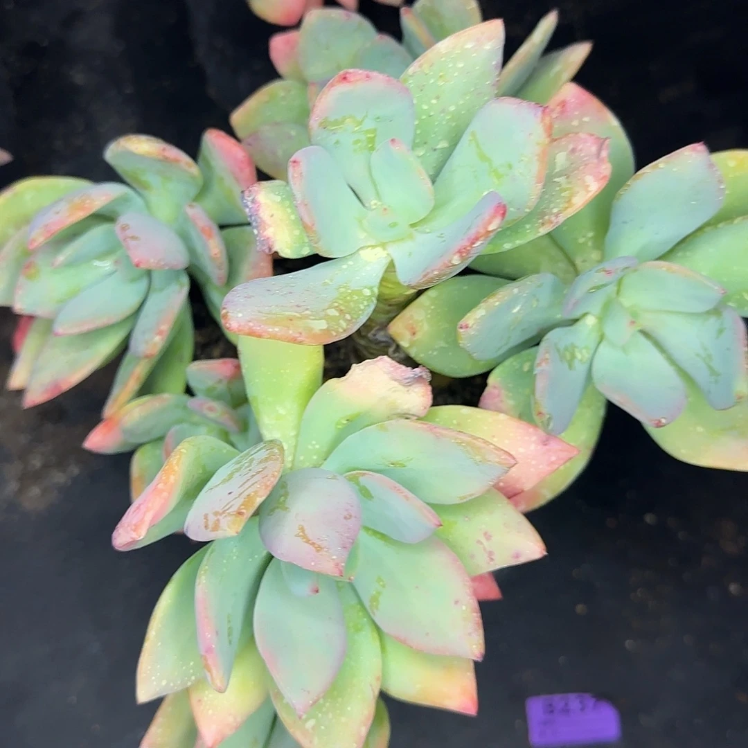 多肉植物一物一拍芒果美人238