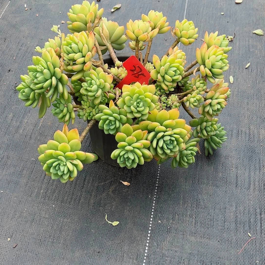 小*妹275春萌多肉植物