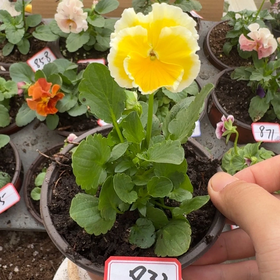大部分花苞少量开放833