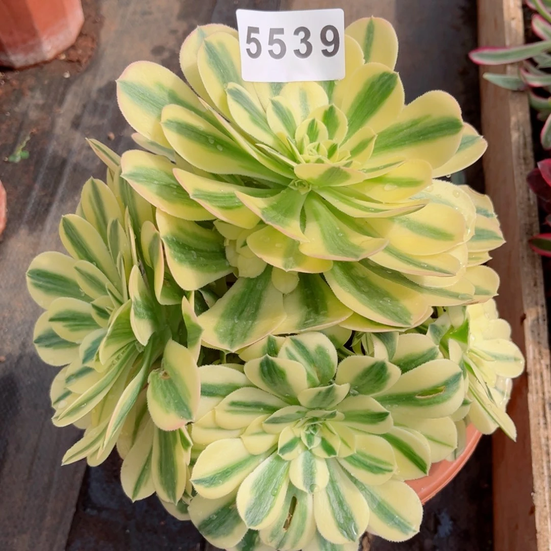 迈巴赫多肉发货发货