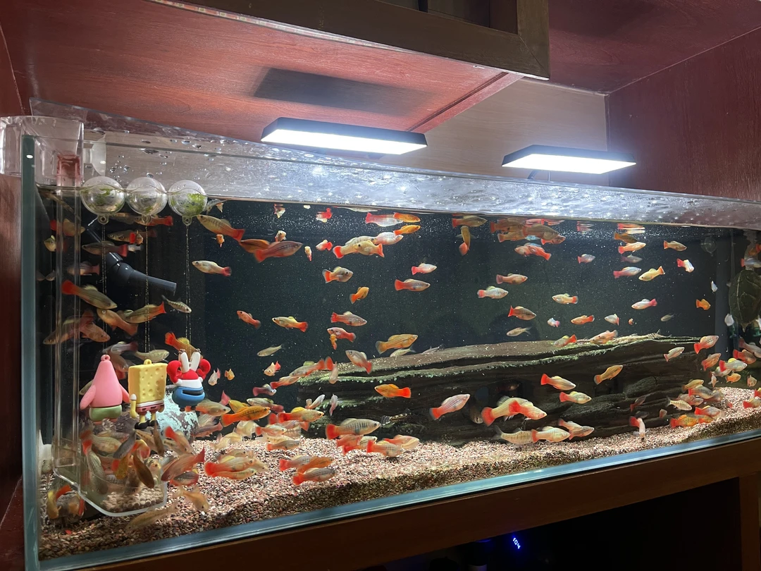 孔雀鱼月光牡丹鱼混发随机发三色