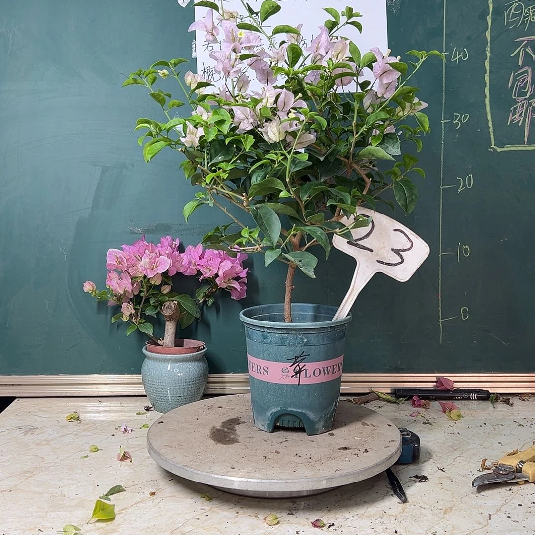 完全开放  苹果花23