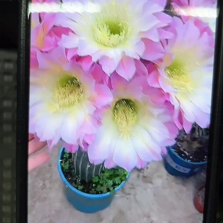 河岸毛20包邮侧牙仙人球2