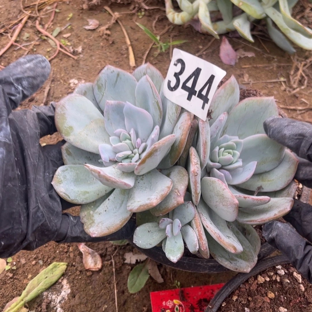 哇***咔344高48888888488