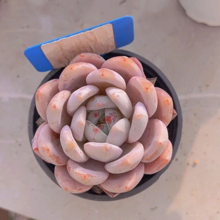 健健康康平平安安