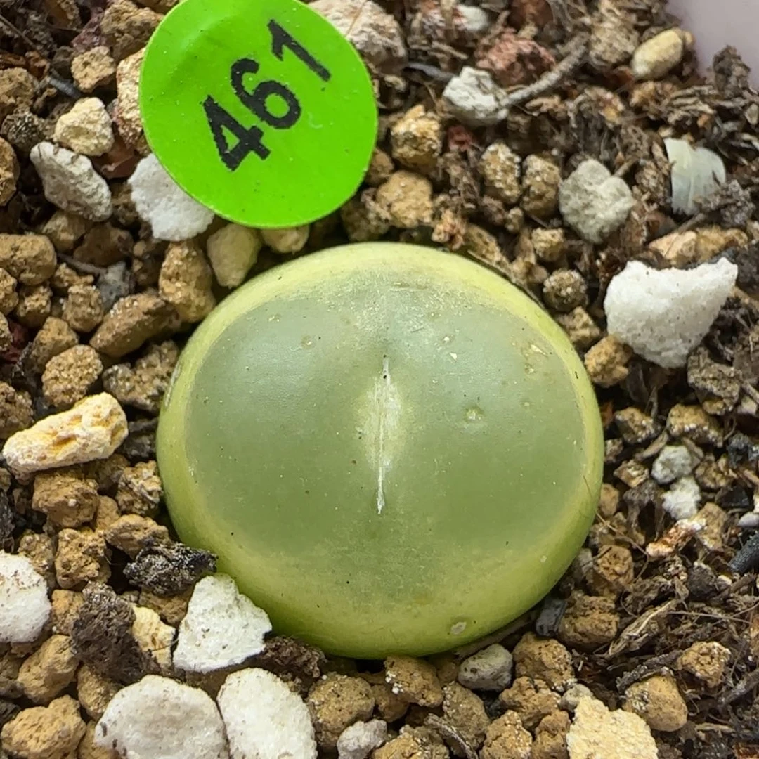 拉登1.8点多肉植物461