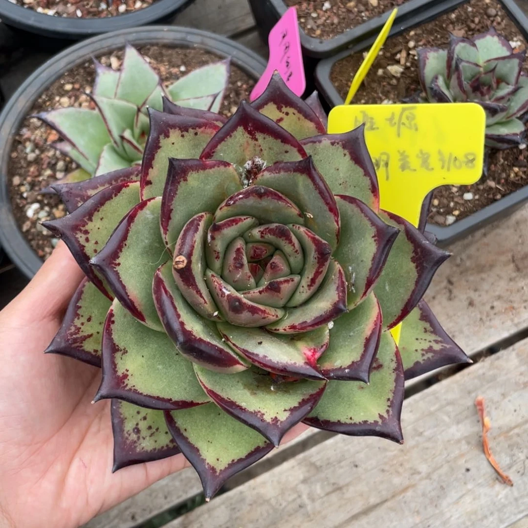 胜*胜哥 阿明美宽