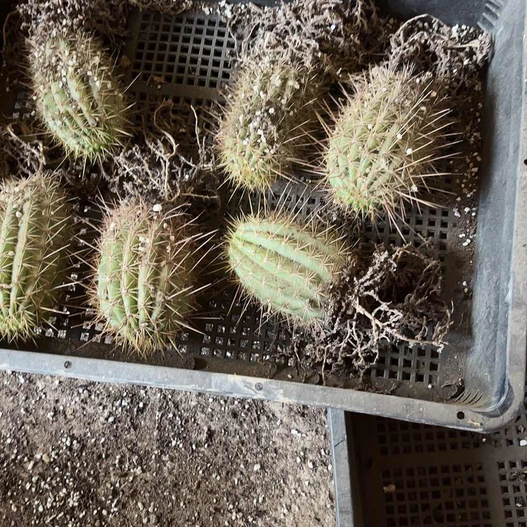 六月五有根毛花处理瑕疵