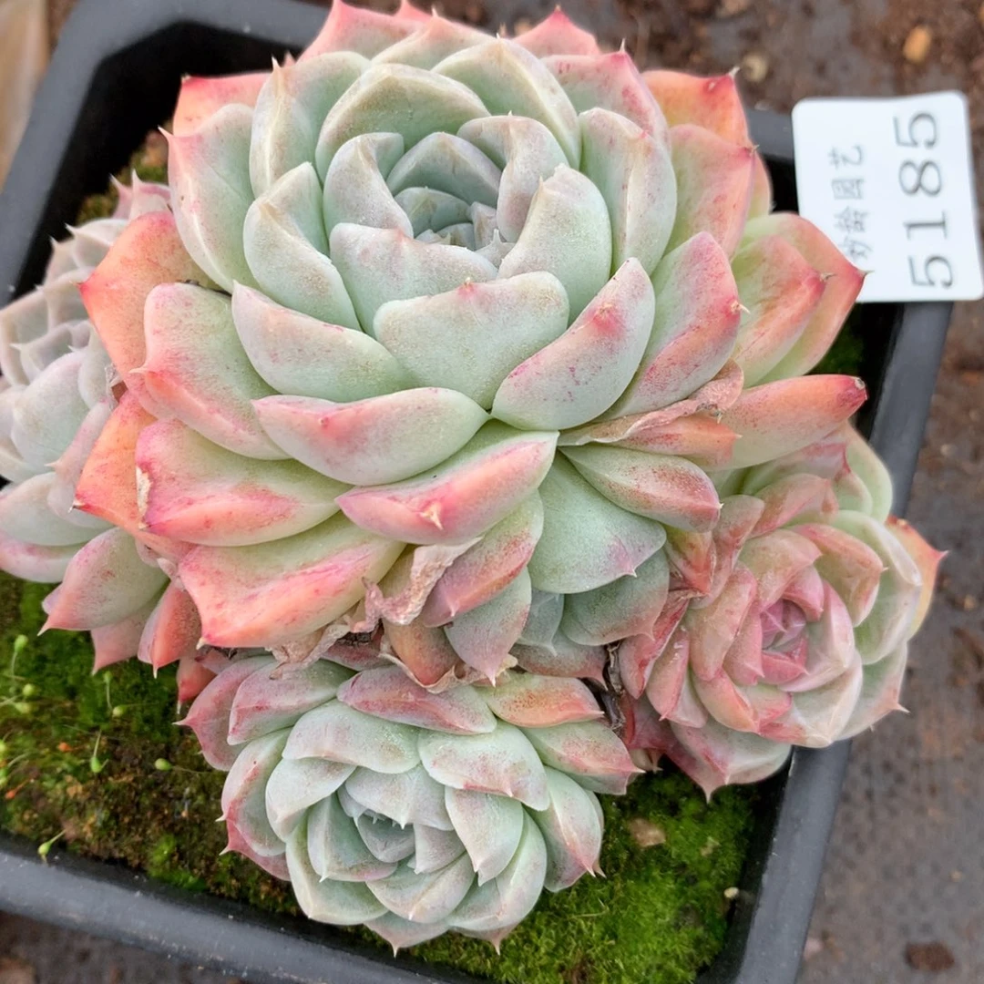 5185杂交多肉老桩