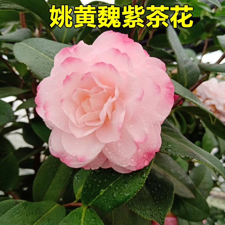 姚黄魏紫茶花树苗盆栽粉色系大花型稀有品种阳台好养活阳台庭院绿