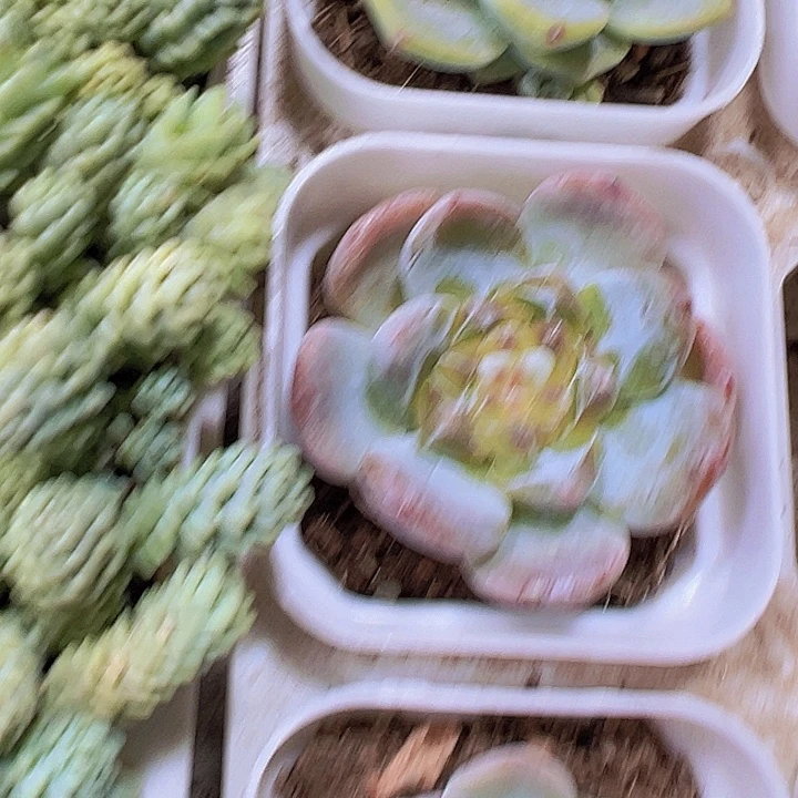 糖心厚梦19包邮多肉植物