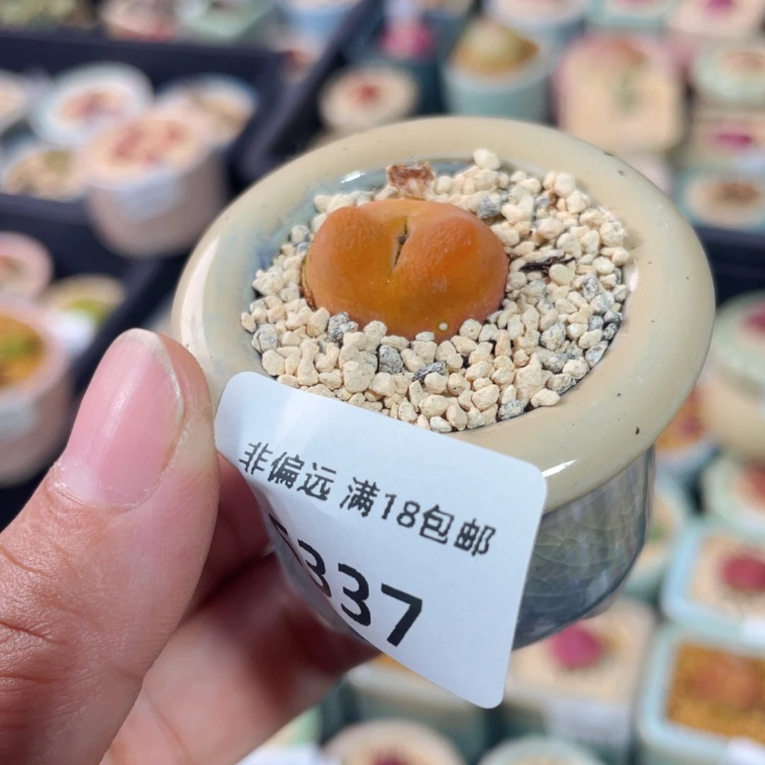 无花朵5337--一物一拍 带盆 O泡