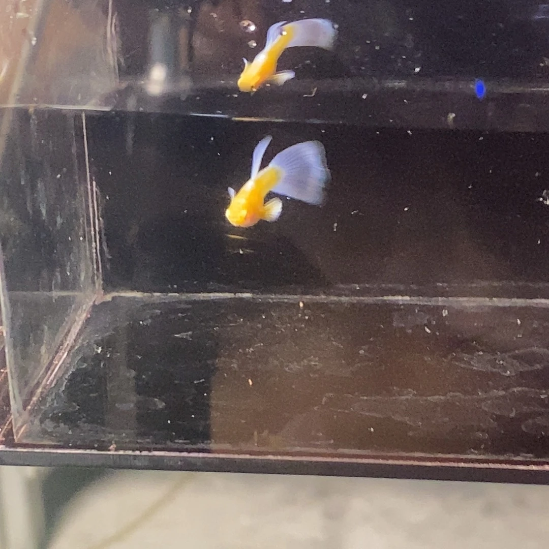孔雀鱼紫白两公两母