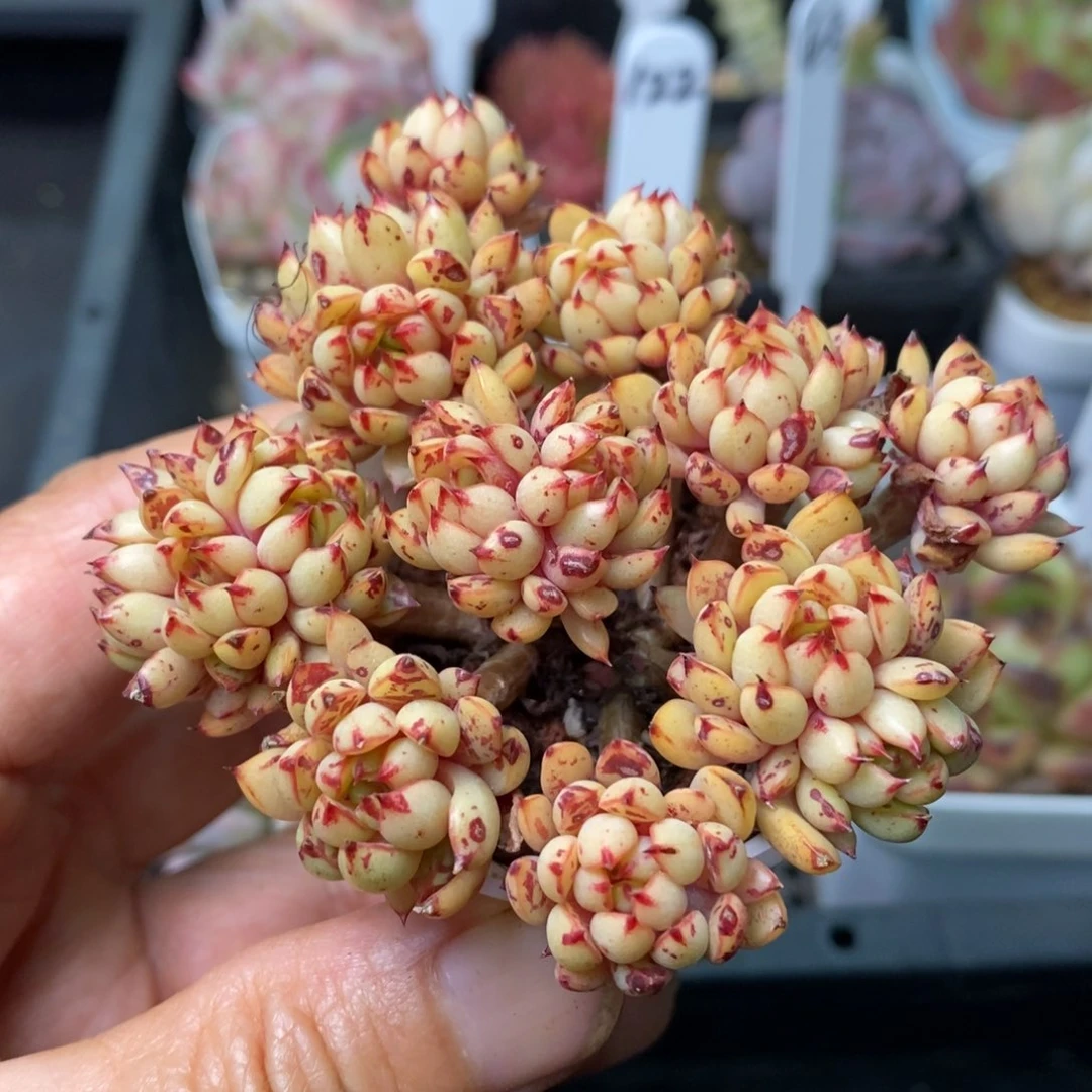 精品多肉一物一拍不包整60