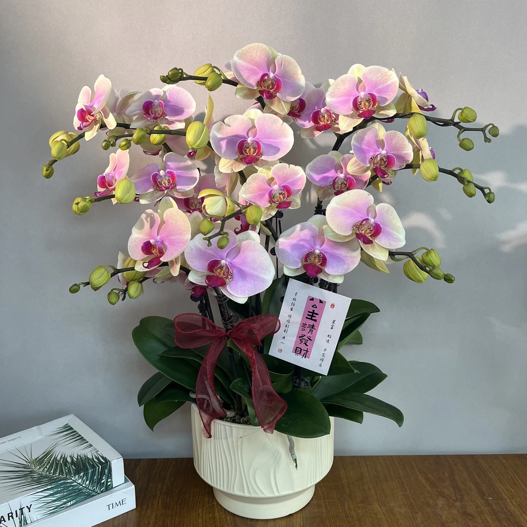 （蒙娜丽莎）欧品高货多姿多彩好养花旗长蝴蝶兰鲜花室内高端花卉