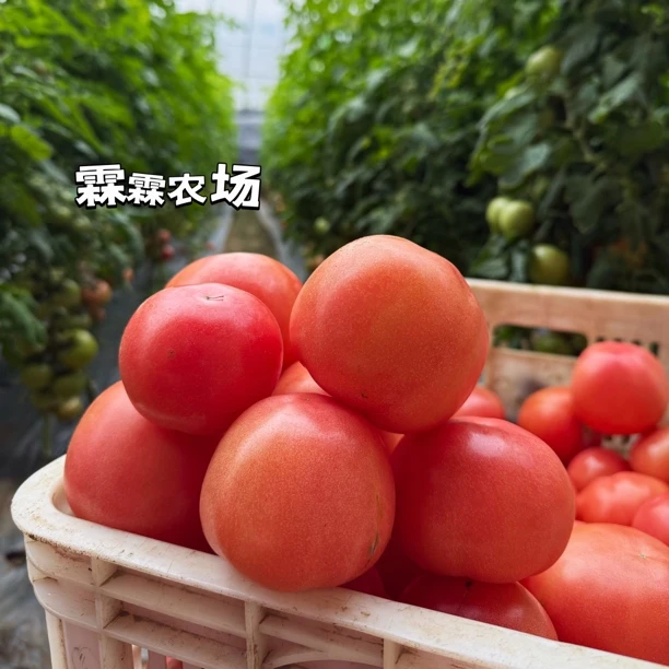【霖霖】沙瓤西红柿皮薄肉厚酸甜多汁 自然成熟 现摘现发