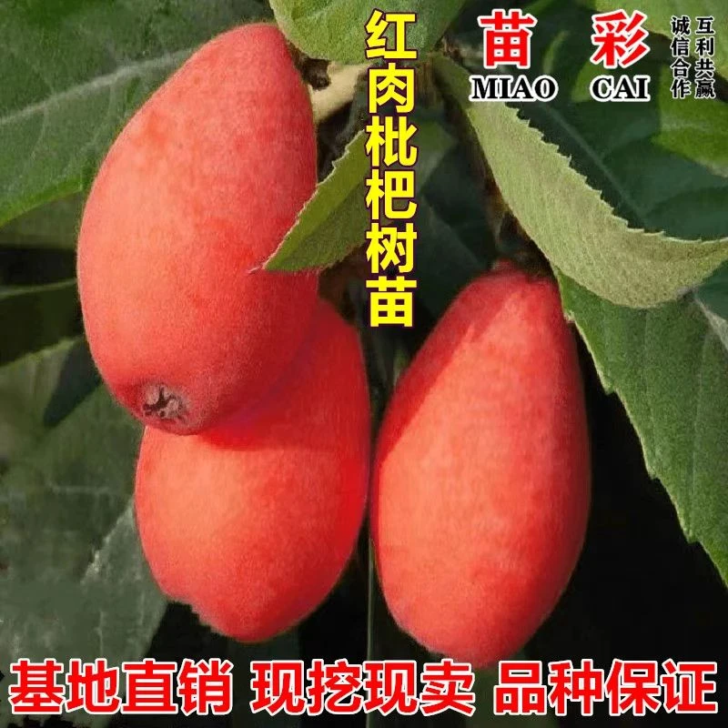 无籽苗红肉无核砂糖枇杷苗新品枇杷树苗南北方种植抗旱耐寒果树苗