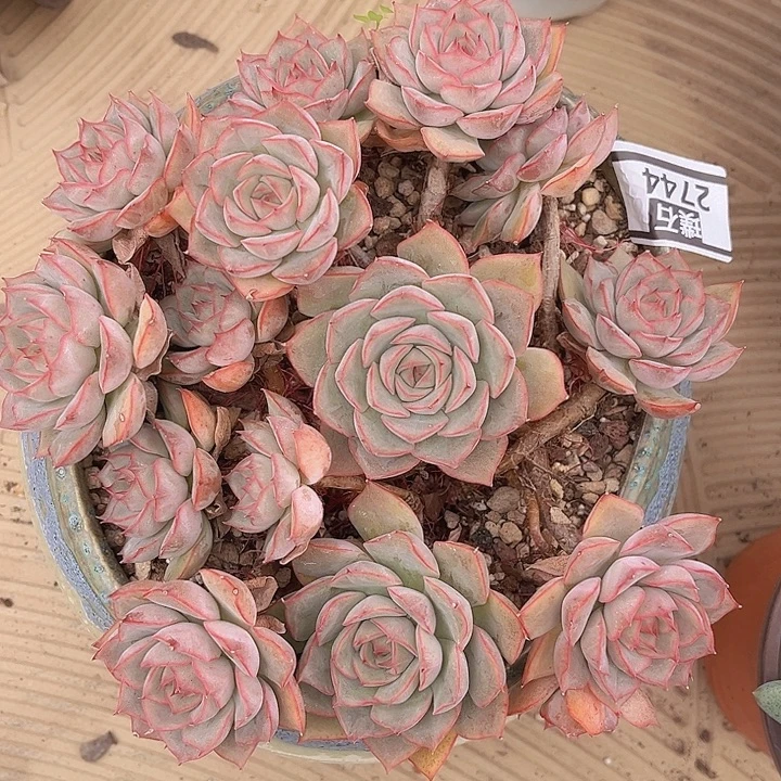爱格利亚2744多肉植物