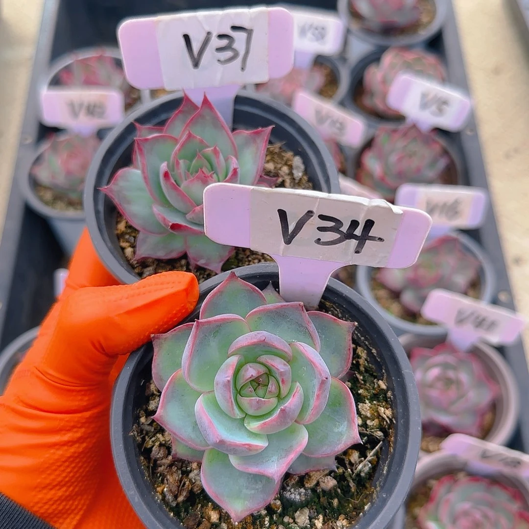 V37-34惊鸿单头多肉