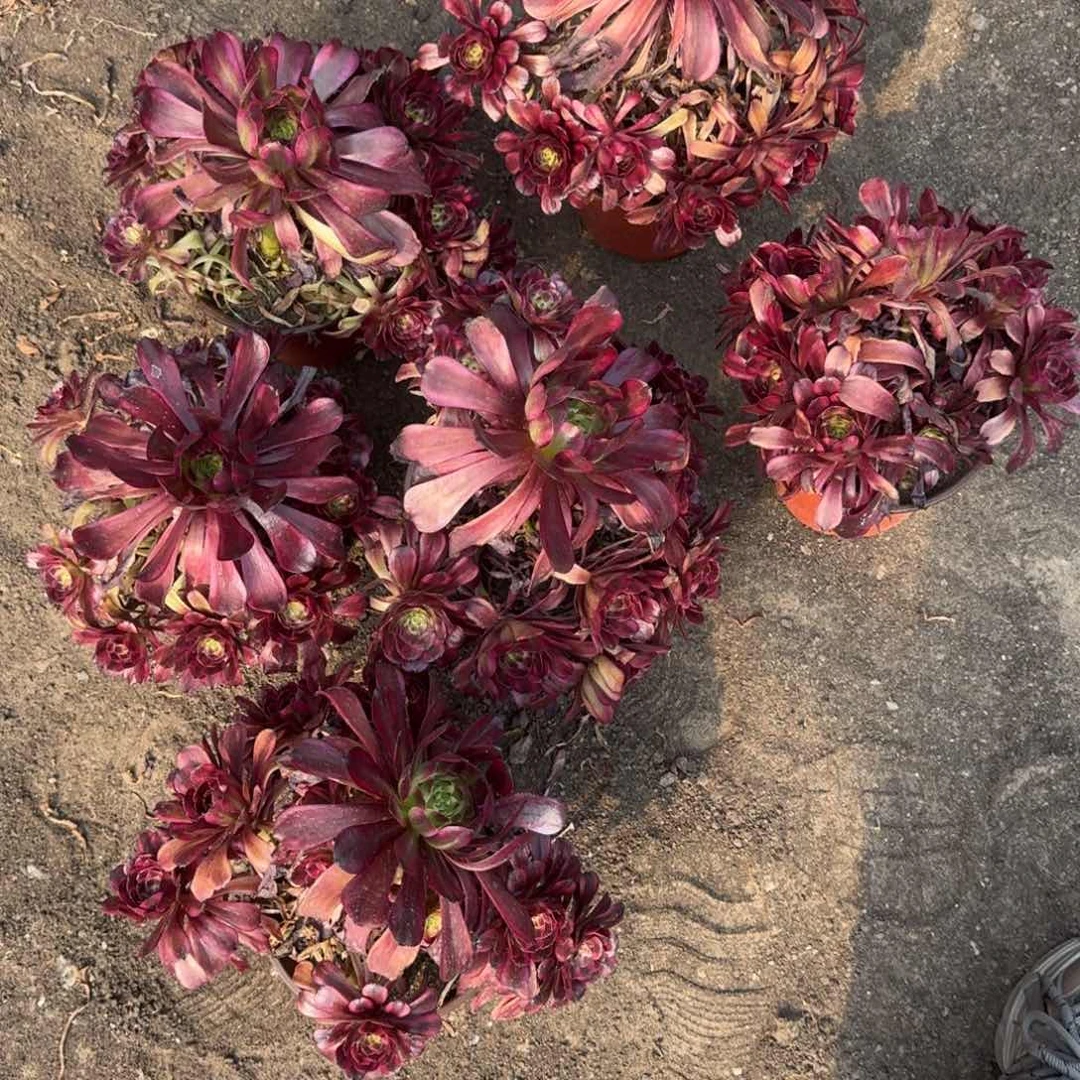 法师美肌嫩桩382发走特价炸福利无售后19-31