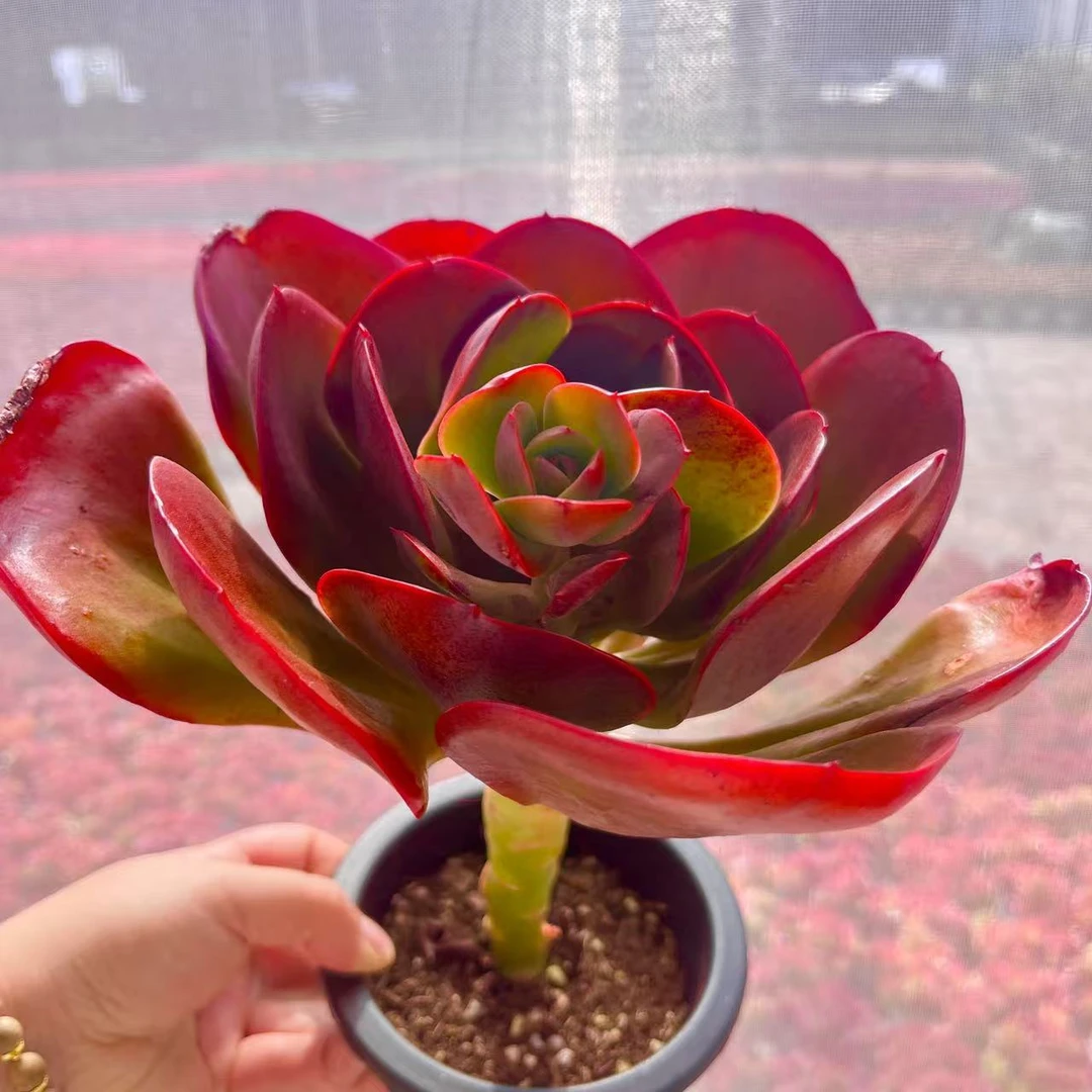 【大唐玫瑰】买一送一 耐冻多肉植物 新手好养 云南多肉基地