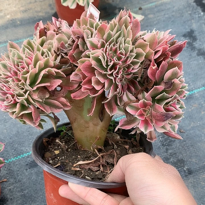 685粉女巫缀化多肉植物