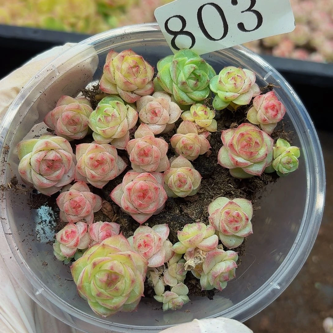 多肉植物多肉植物803