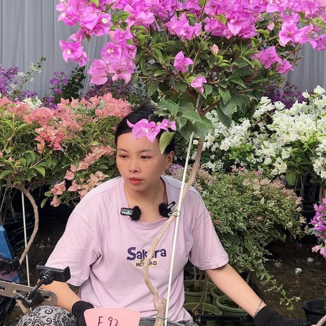 三***'大部分花苞少量开放E92雪紫