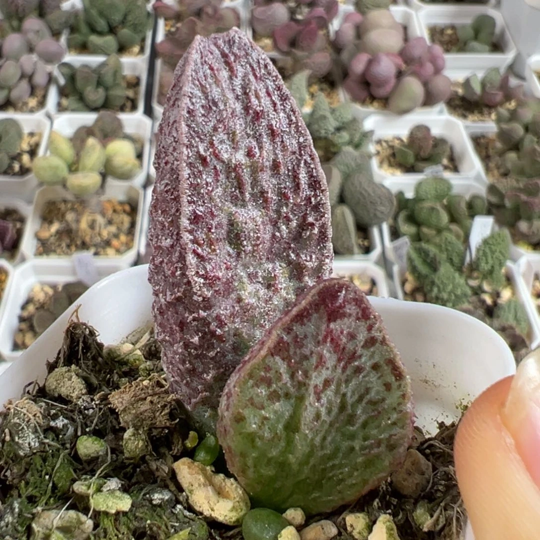 w紫斑款实生新品多肉植物