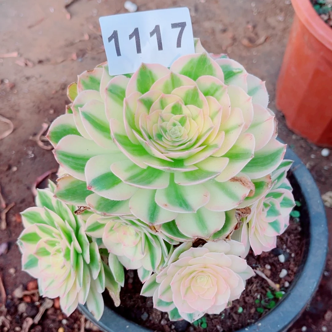 伊丽莎白多肉发货