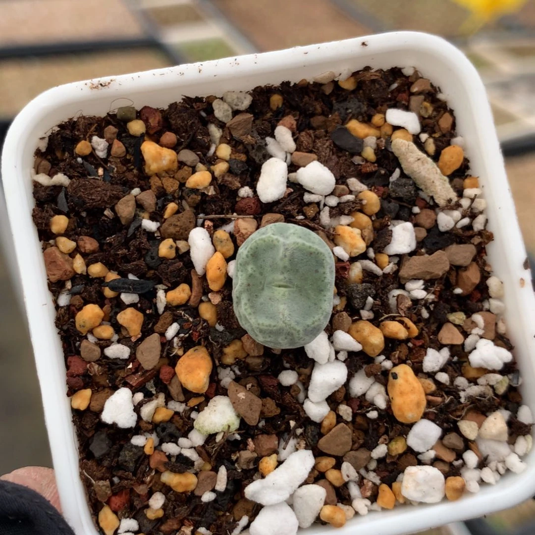 a403鬼脸绿豆糕一颗