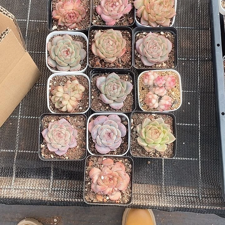 漪*宝子精选哦 6816