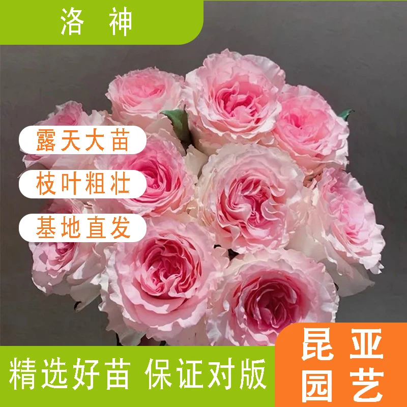 昆亚花园洛神月季花苗阳台庭院盆栽新手好养易活带花苞