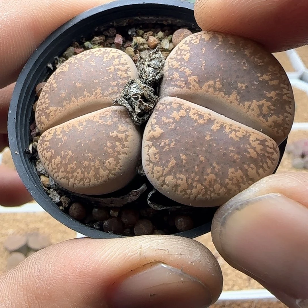 开播福利来啦41538