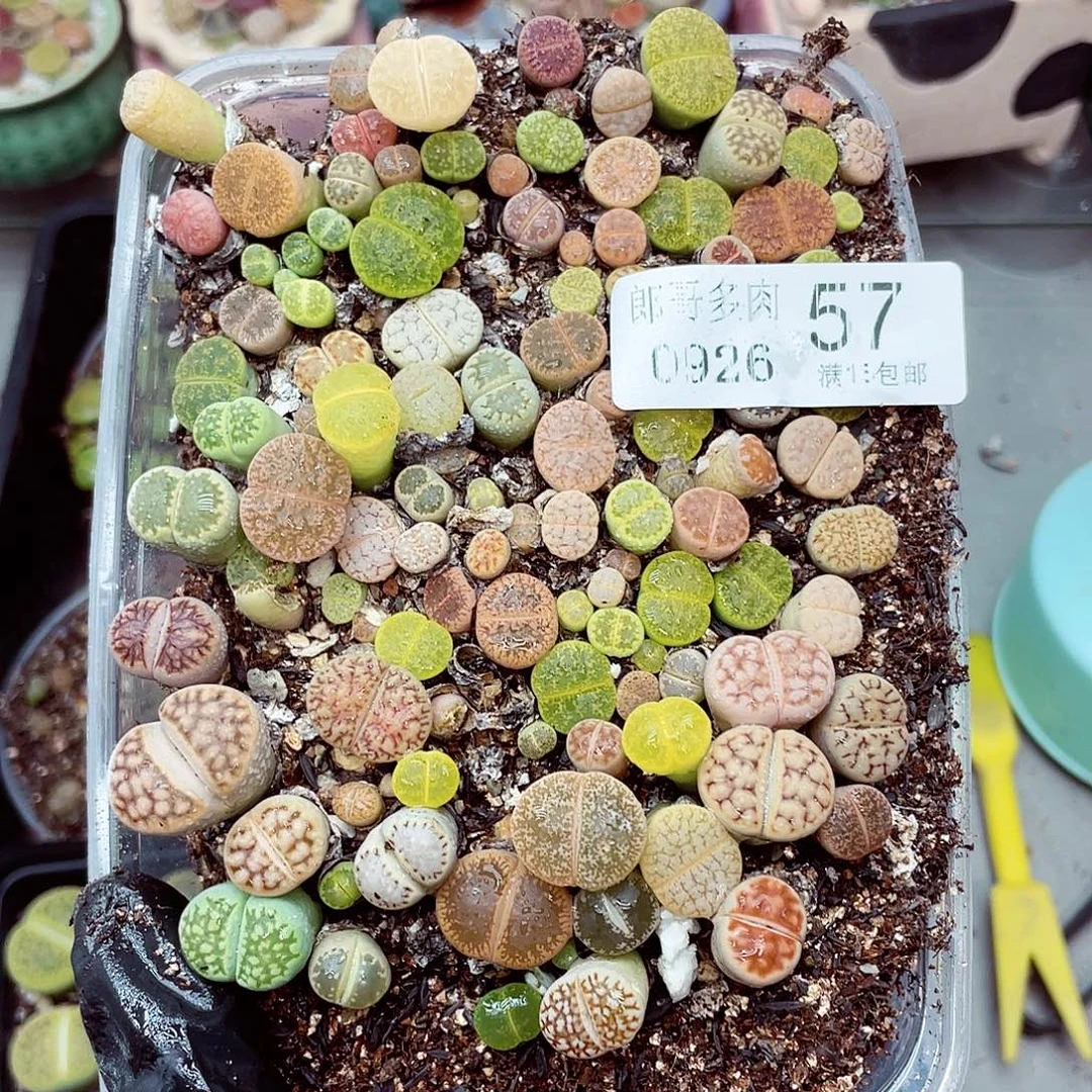 生石花满18包邮0926-57