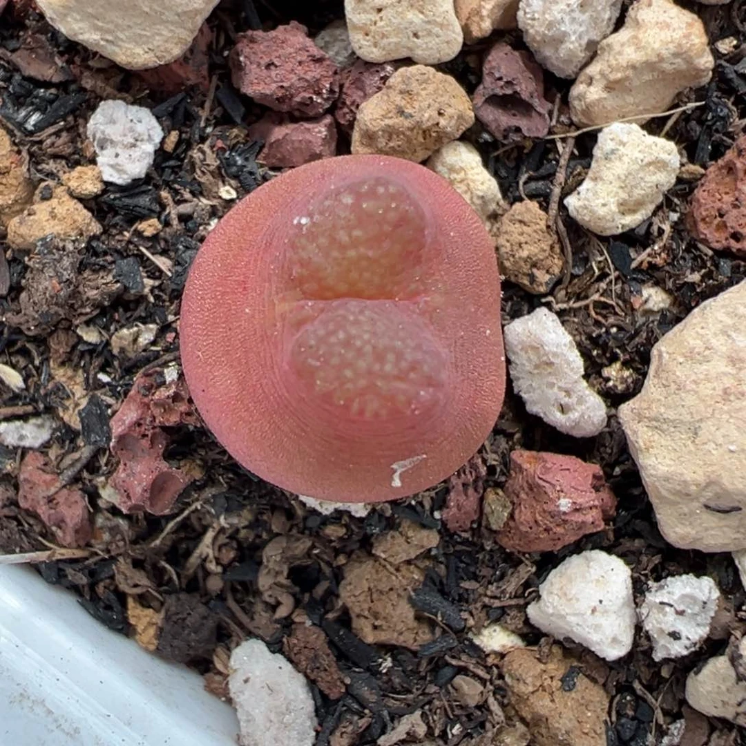 雪茄母本一物一拍