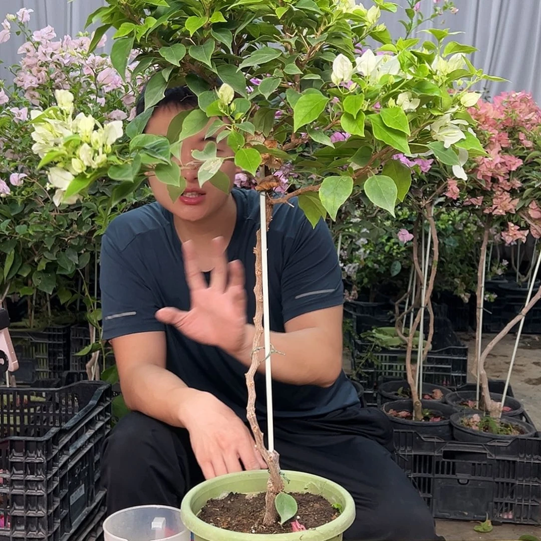 博***拍当前无花栽培后可以开花L26白狐狸