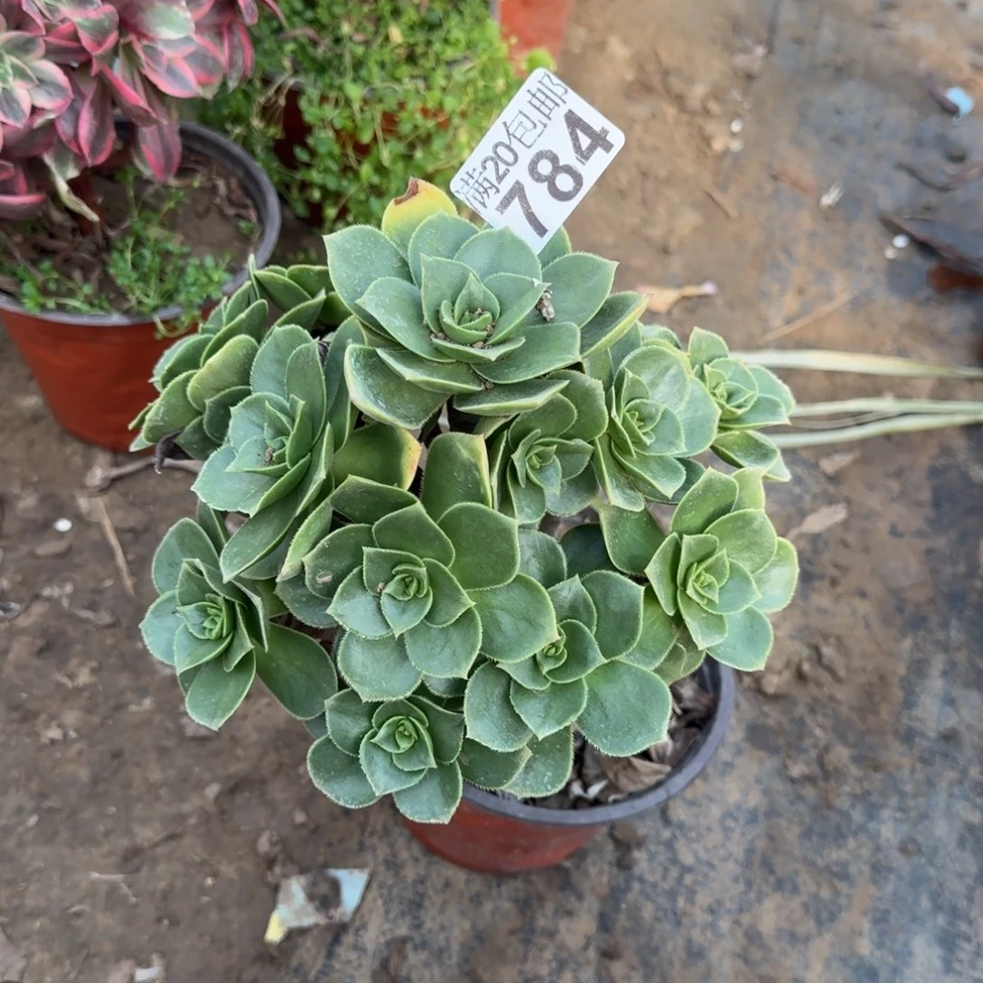 香腹784满20包邮断枝不包