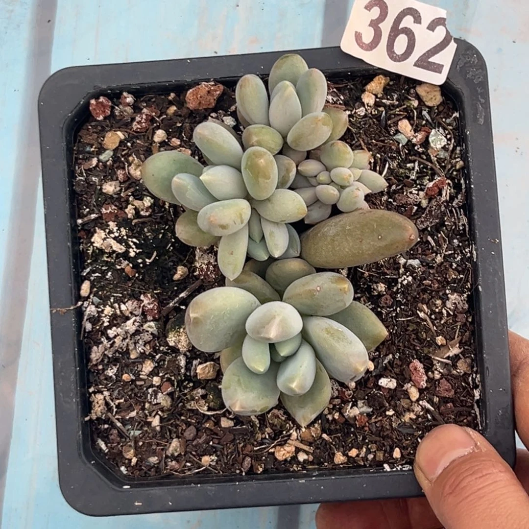 多肉植物胖体哥特缀362