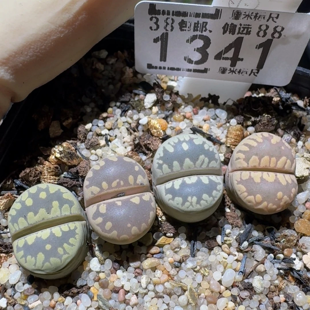 zzzzz精品生石花1341