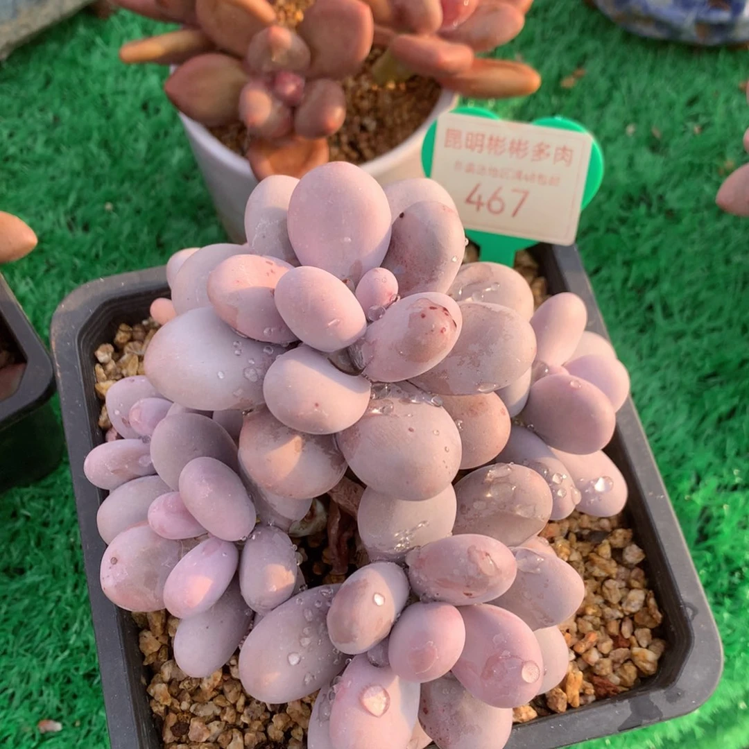 原始奶酪无砍老桩467