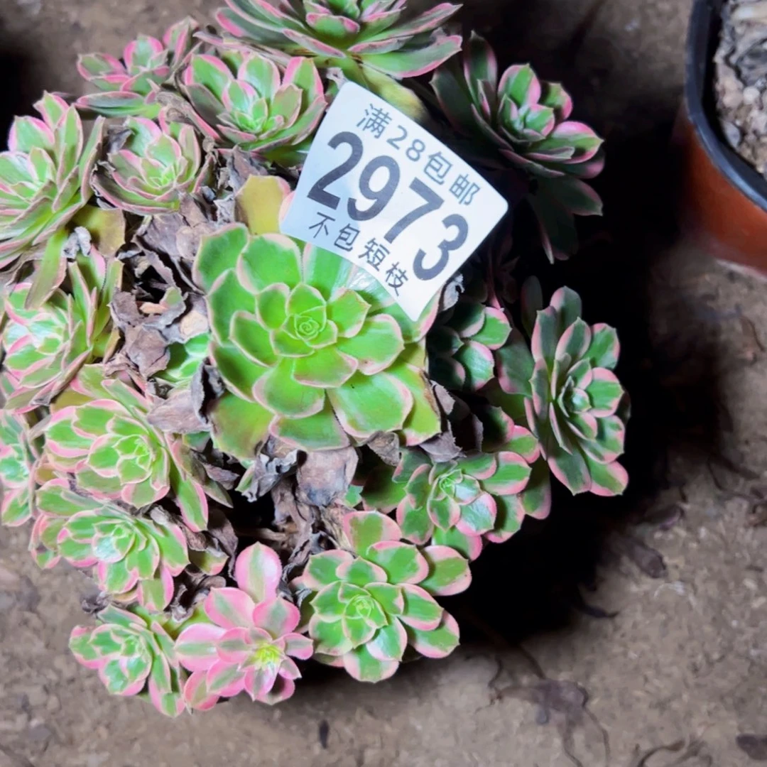 2973多肉植物法师法师